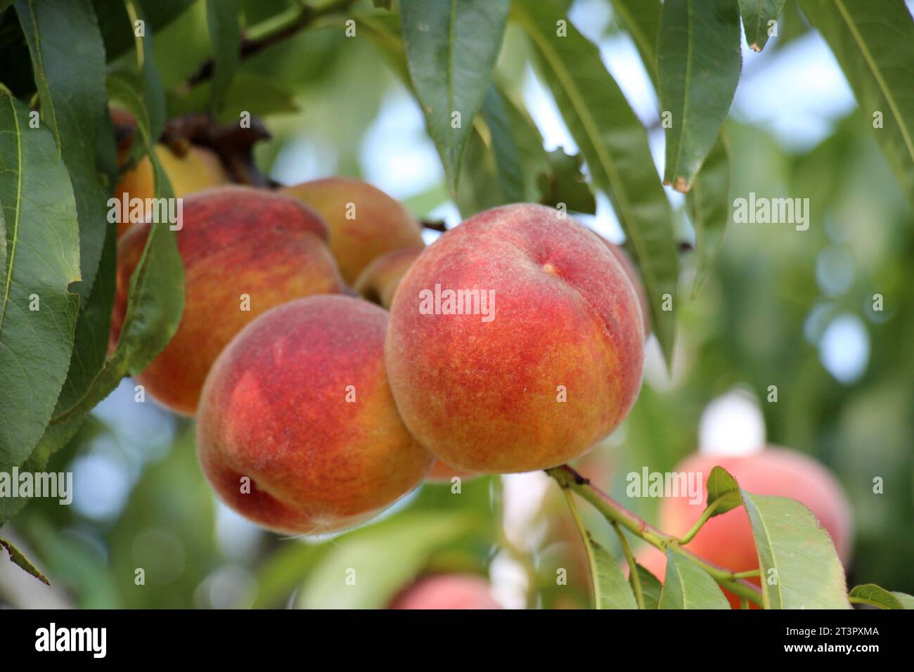 On the branch of a tree with green leaves grow ripe peach fruits Stock ...