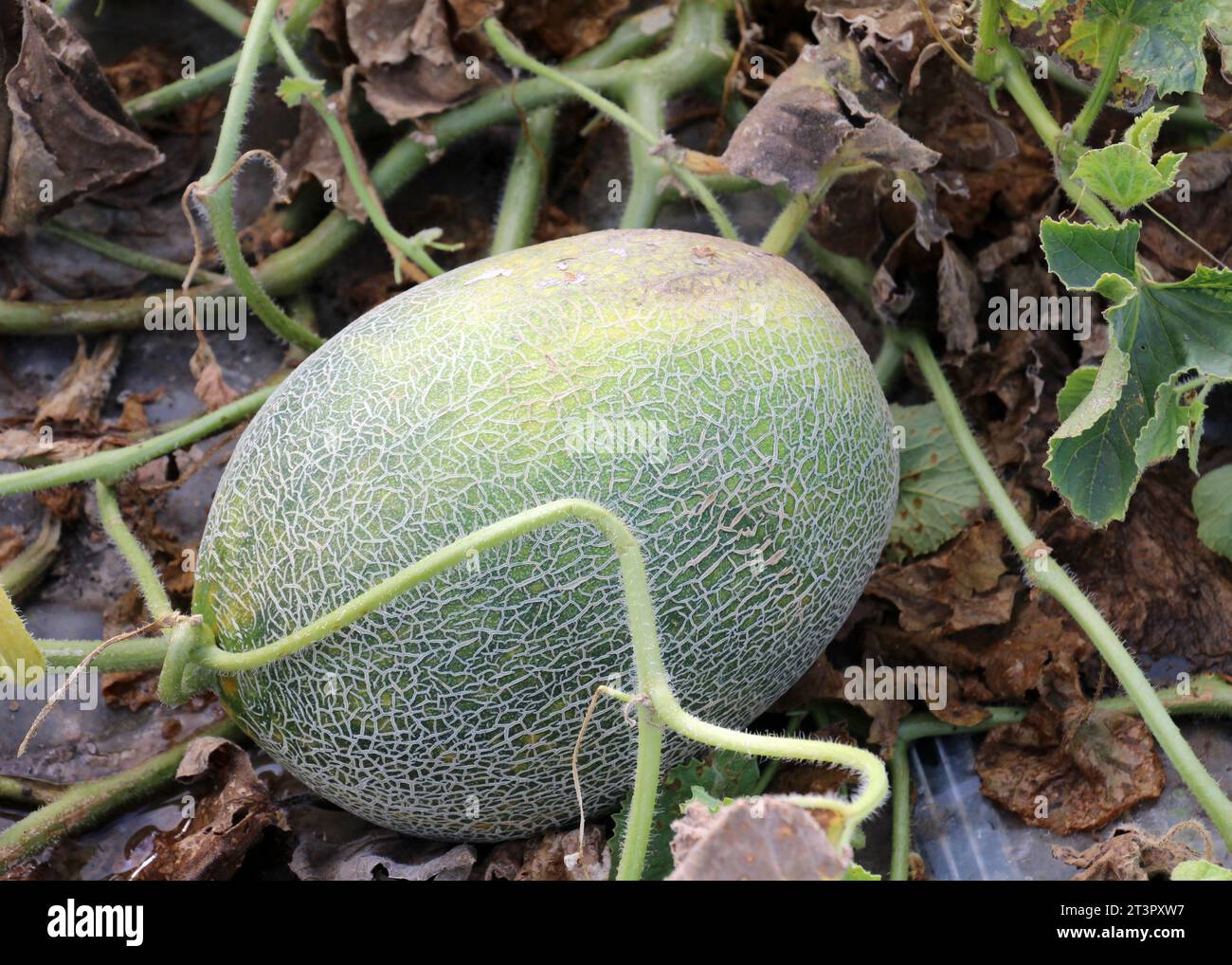 Honey Dew Melons - HarvesTime Foods