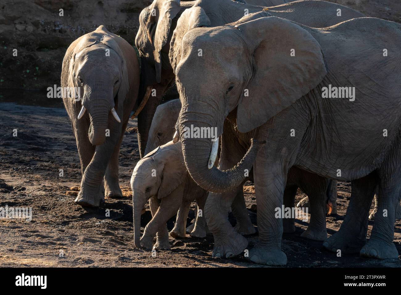 African elephants (Loxodonta africana), Mashatu Game Reserve, Botswana. Stock Photo