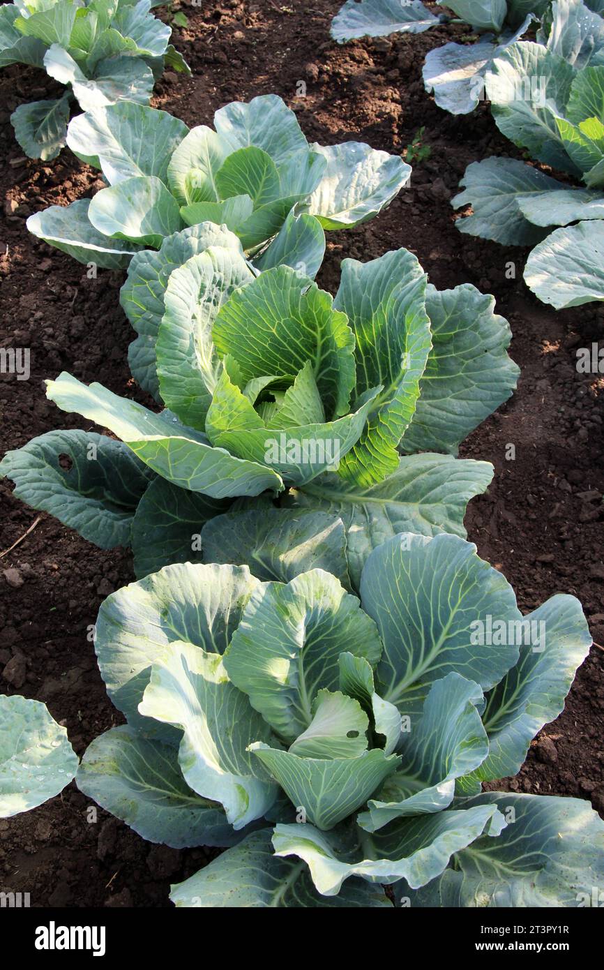 Summer cabbages hi-res stock photography and images - Alamy