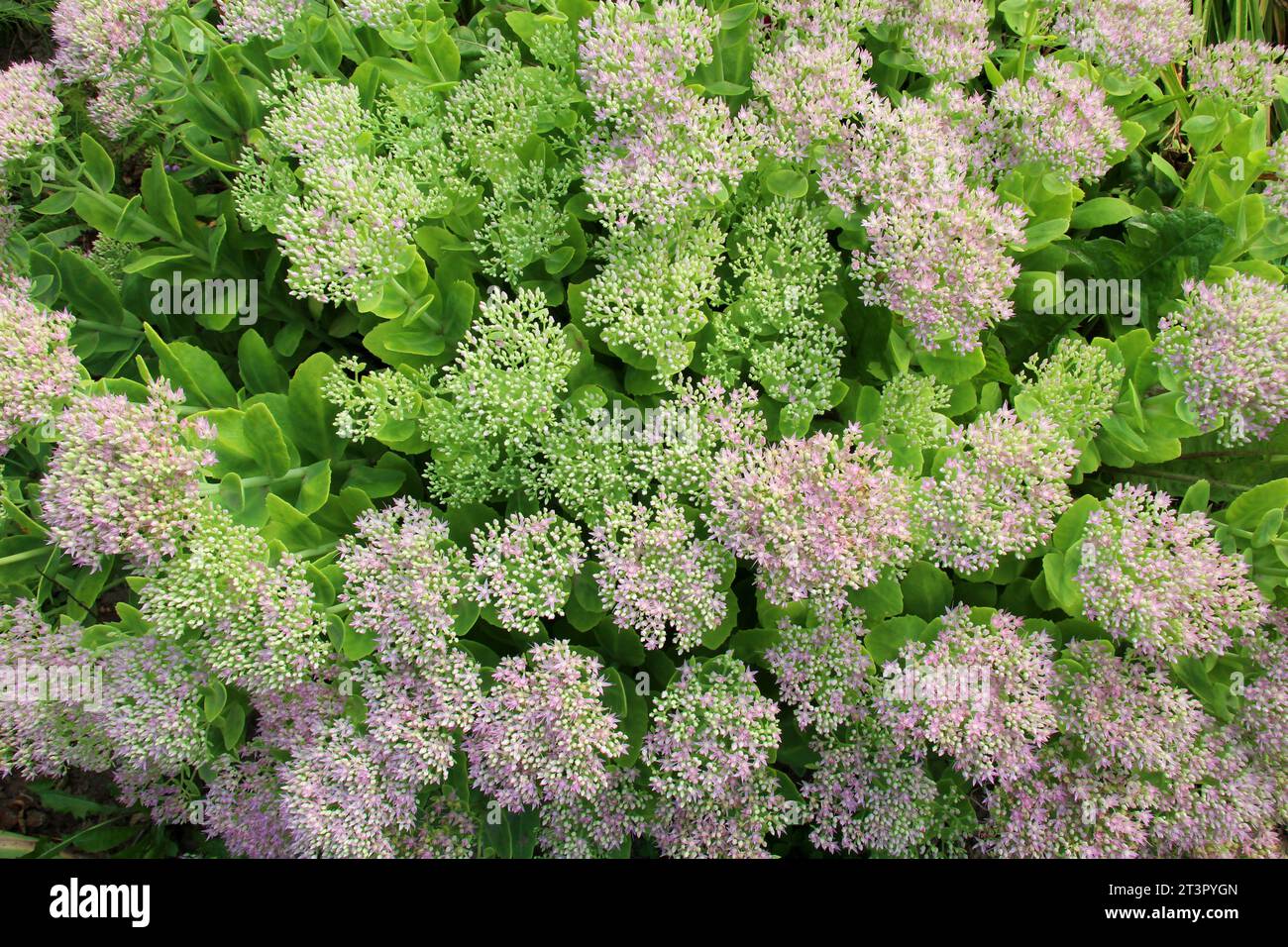 In summer, Sedum maximum grows in the garden Stock Photo