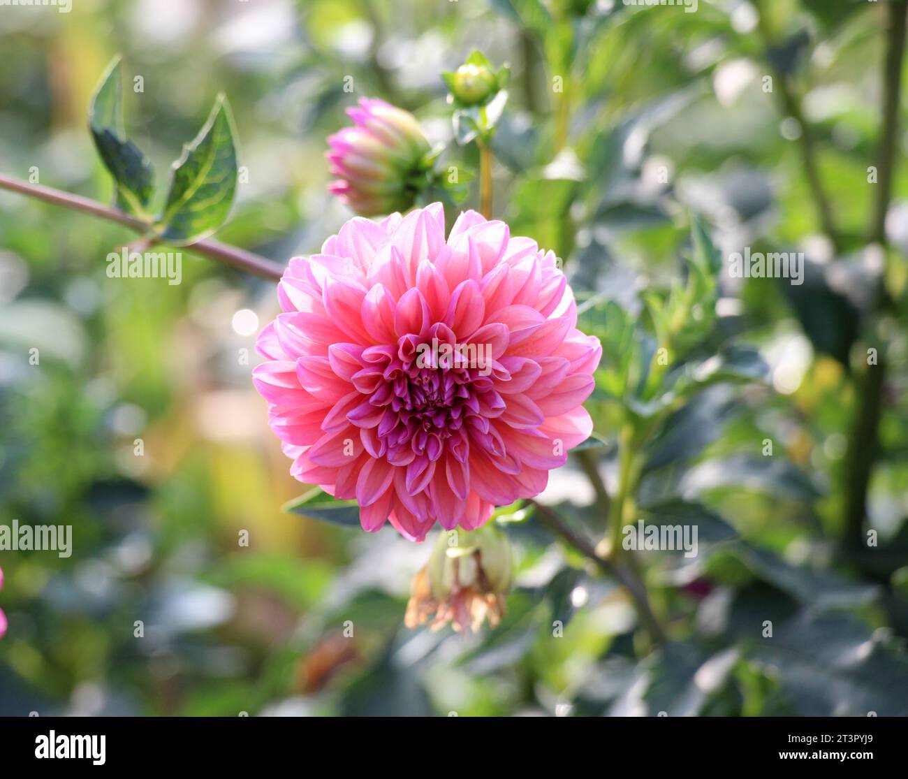 Garden dahlias (Dahlia pinnata) bloom in the flower garden at the end of summer Stock Photo