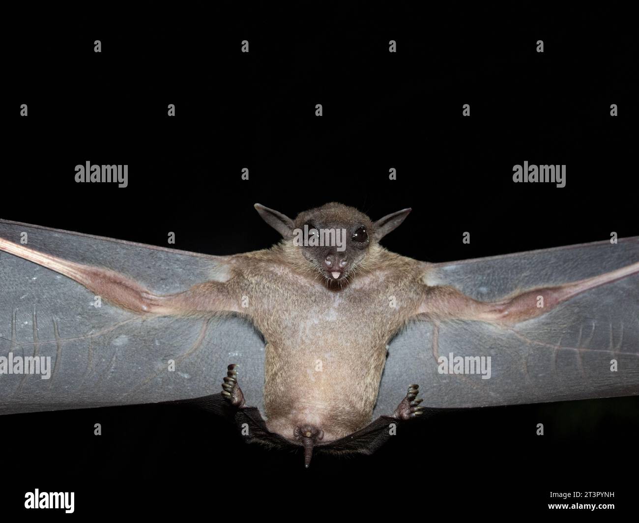 Bat are sleeping in the cave hanging on the celling period midday Stock ...