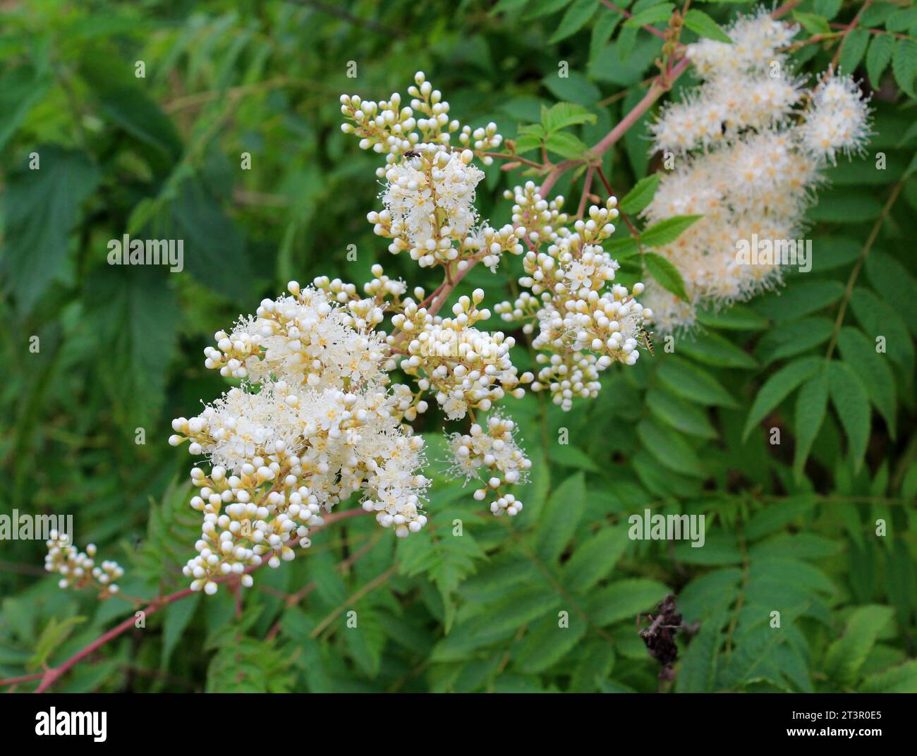 At the beginning of summer, sorbaria sorbifolia blooms in the wild Stock Photo
