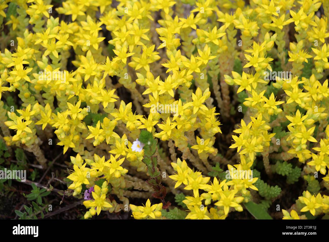 In the wild stonecrop (Sedum acre) grows on rocky soils Stock Photo Alamy