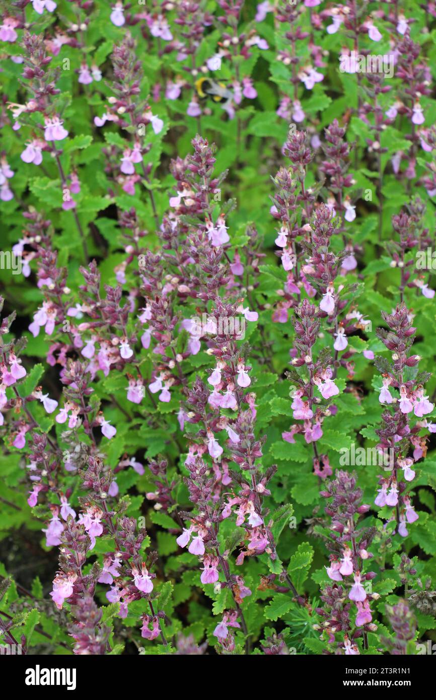 In summer, Teucrium chamaedrys grows in the wild among grasses Stock Photo