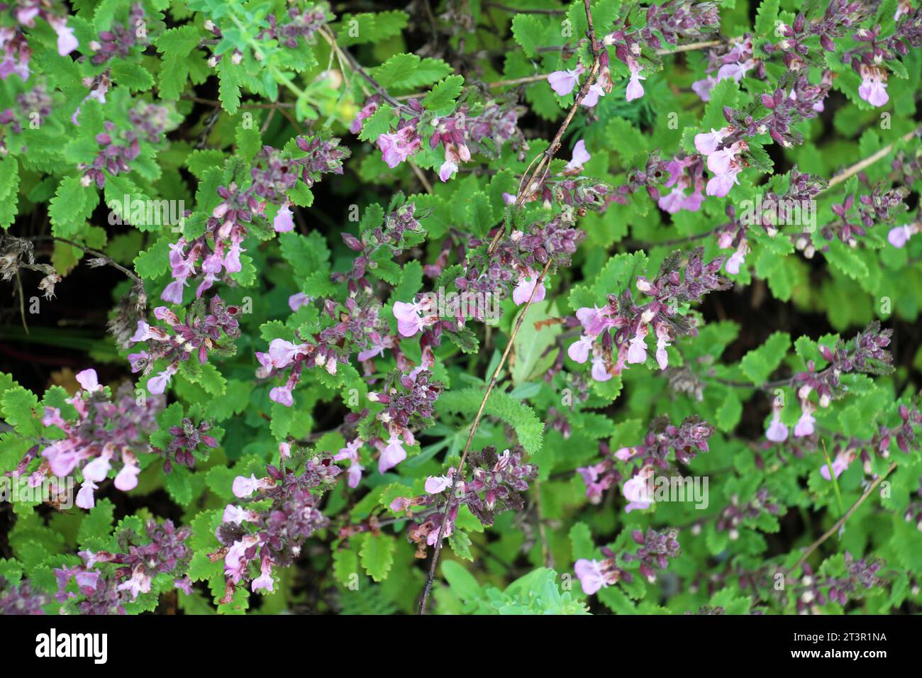 In summer, Teucrium chamaedrys grows in the wild among grasses Stock Photo