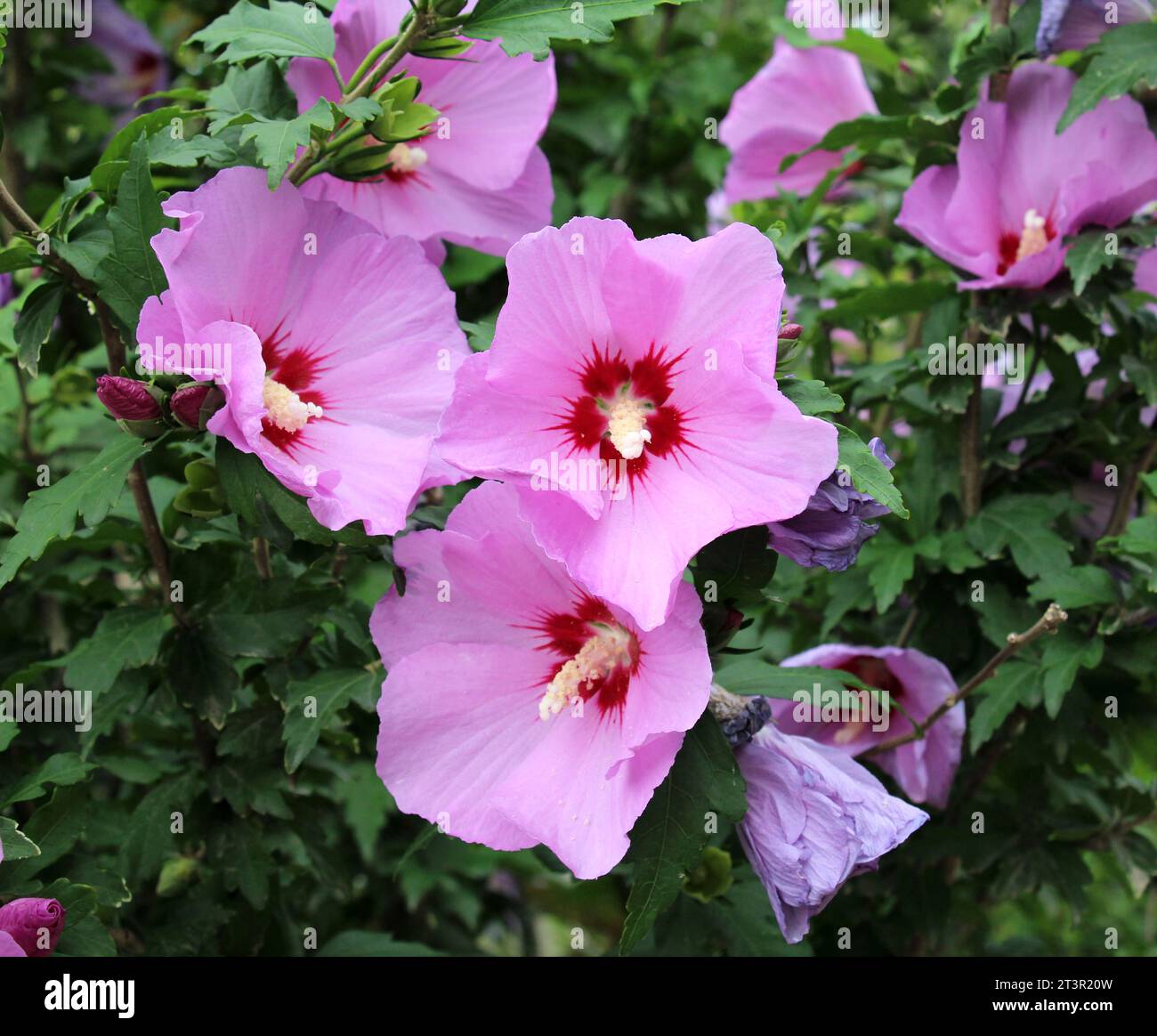 Hibiscus syriacus design hi-res stock photography and images - Alamy