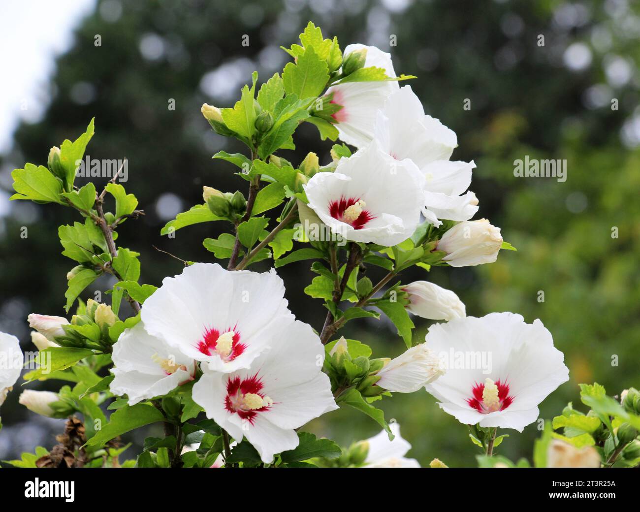 Hibiscus syriacus design hi-res stock photography and images - Alamy