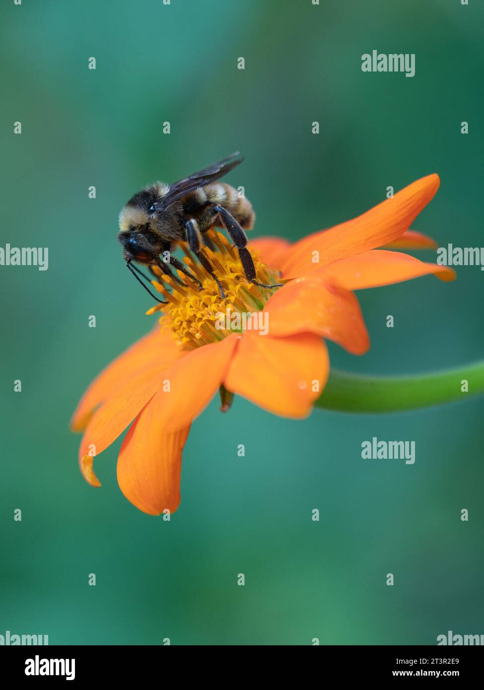 Bombus pensylvanicus, the American bumble bee, on the flower of Tithonia rotundifolia, Mexican sunflower. Stock Photo