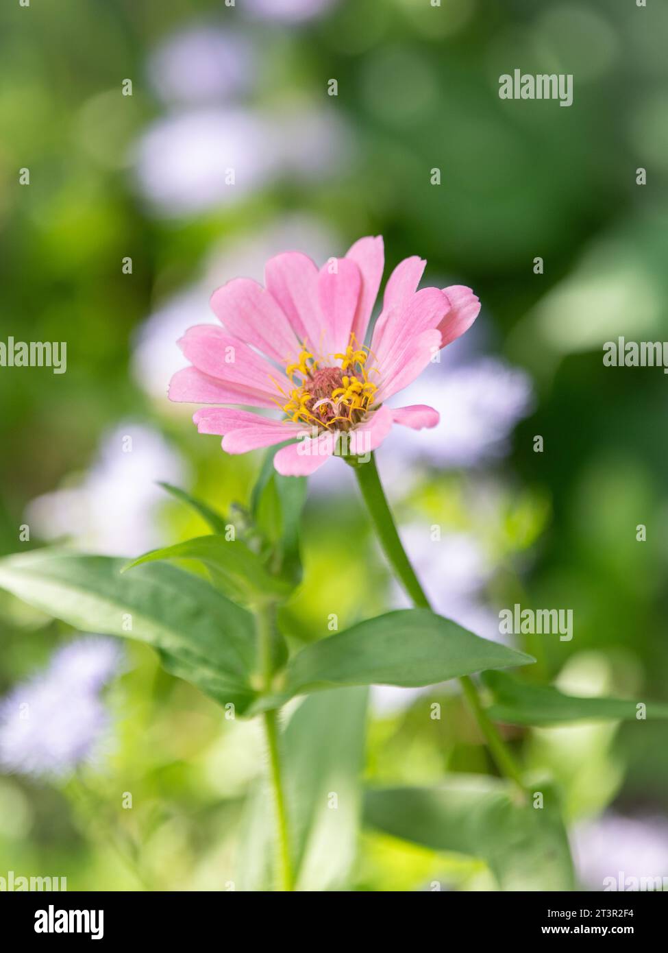 A single soft pink zinnia against a blurred green and blue background. Stock Photo