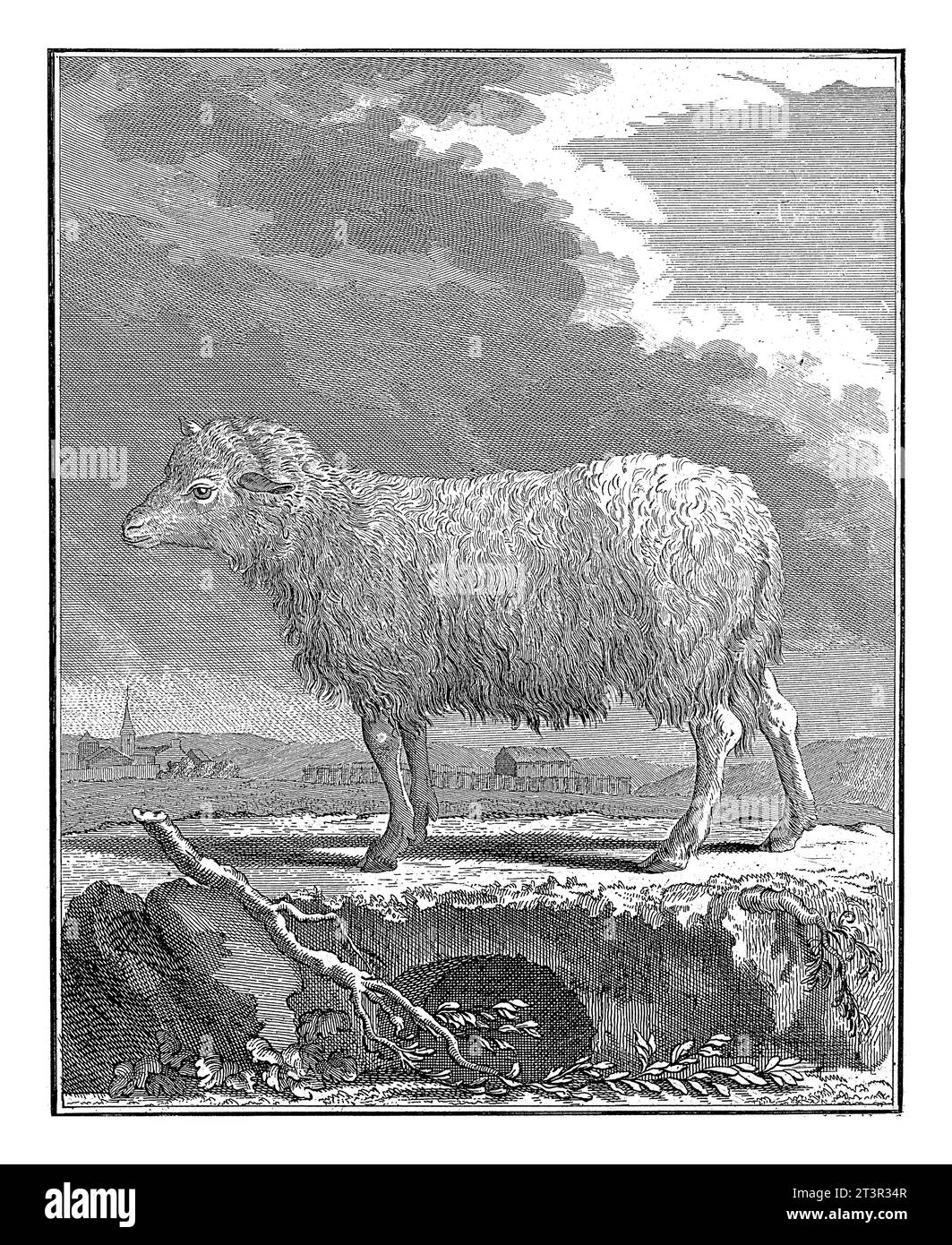 Antique Replica English Leicester Ewe Sheep Art Print Antique Replica English Leicester Ewe Sheep Art Print