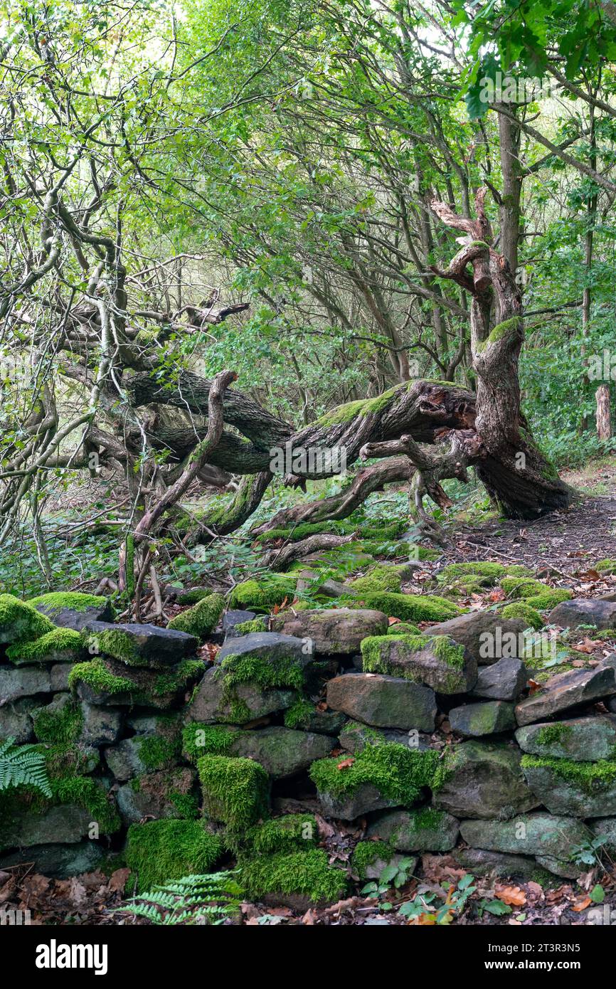 Lush green forest scenery with a wall full of moss and a fallen tree Stock Photo