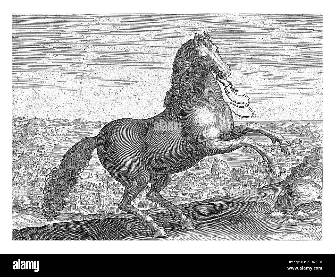 Horse from Naples, Philips Galle (attributed to workshop of), after Jan ...