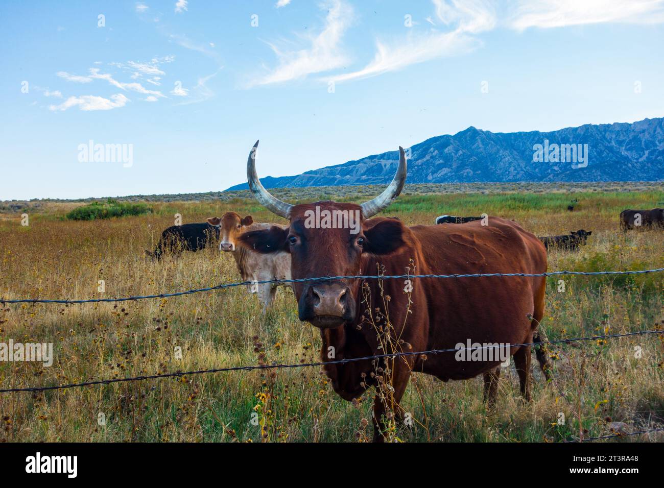Cows, one with long horns, looking at the camera in the eastern sierra nevada mountains in Lone Pine, California Stock Photo