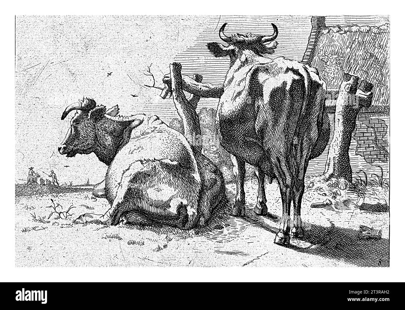 Two cows seen from behind, Paulus Potter, 1650 - 1700, vintage engraved