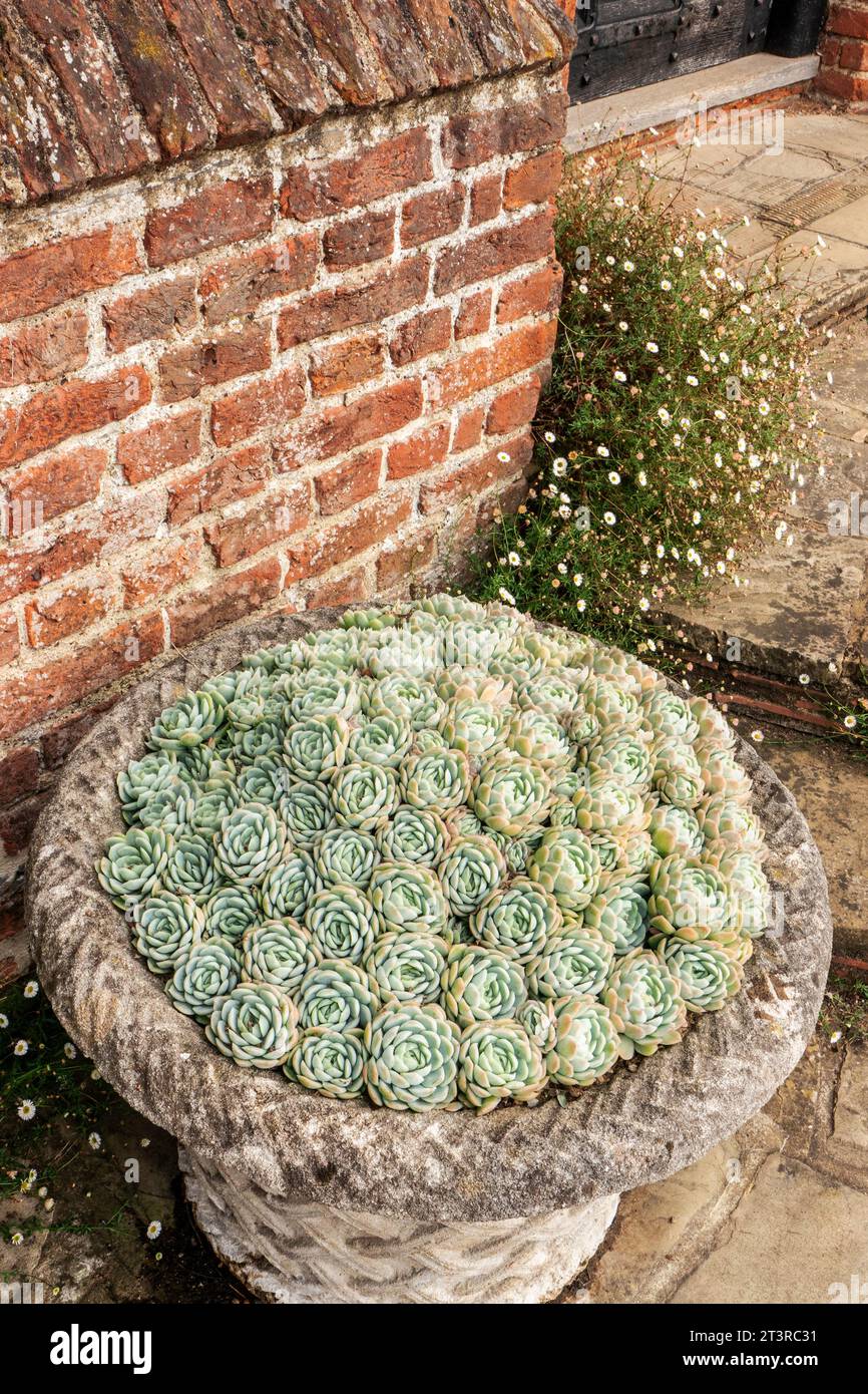 Echeverias Succulents in a decorative stone pot as a succulents garden feature, surrounded by Erigirons close to red brick wall and stone steps. Stock Photo