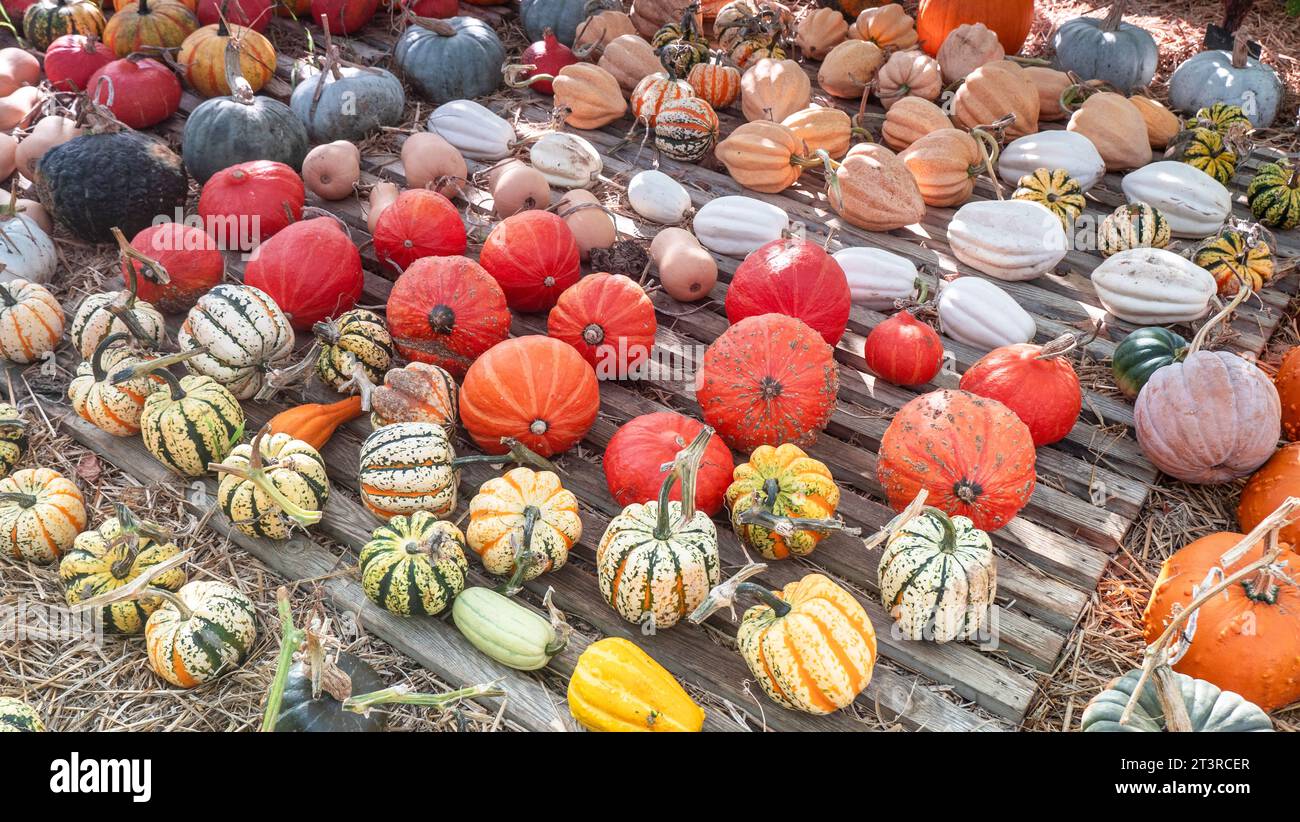 English Pumpkins and Squash varieties on display at a typical UK farm shop. Precise attractive autumnal produce display in greenhouse with straw base Stock Photo