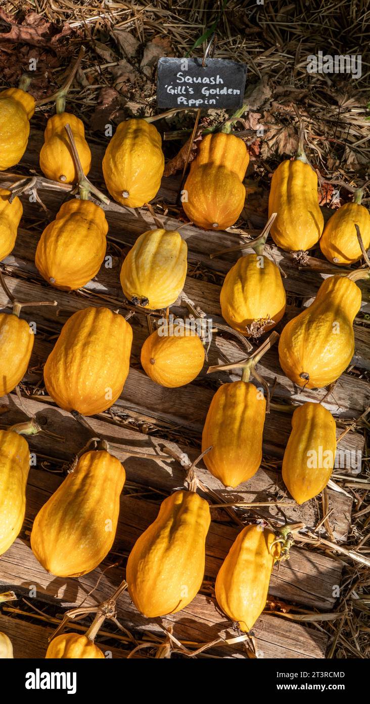 English Squash ''Gills Golden Pippin'  on display in sunlit  rustic style, for sale with blackboard name label, at a typical UK farm shop Stock Photo