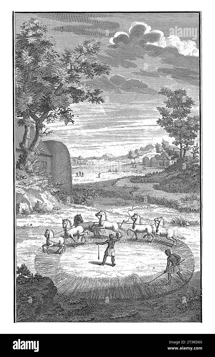 Khoi threshing, Jan Caspar Philips, 1727 Landscape with Khoi threshing grain. They do this by placing the ears of corn in a circle on the ground and l Stock Photo