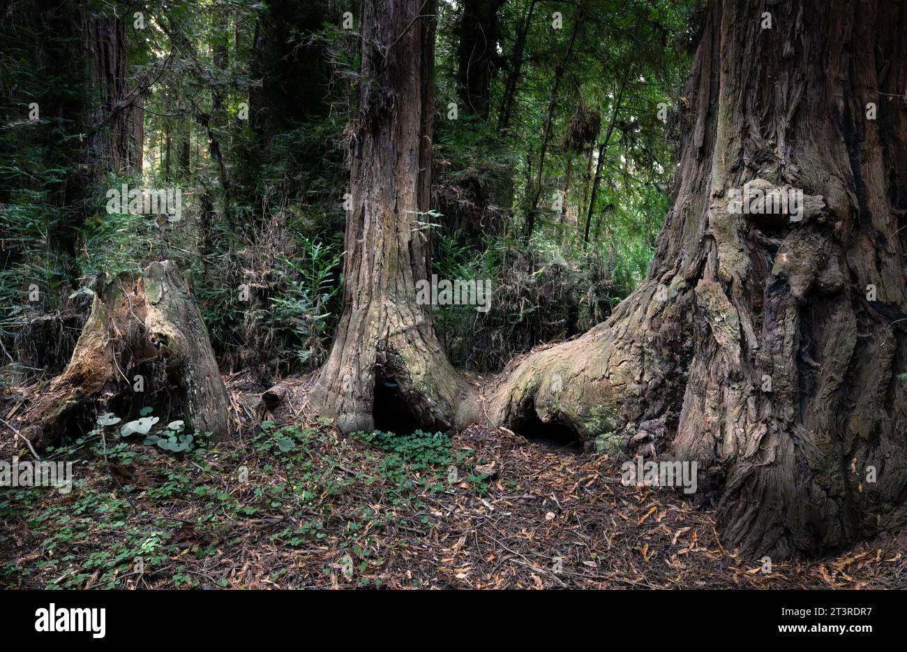 Family of redwood trees connected at the base Stock Photo Alamy