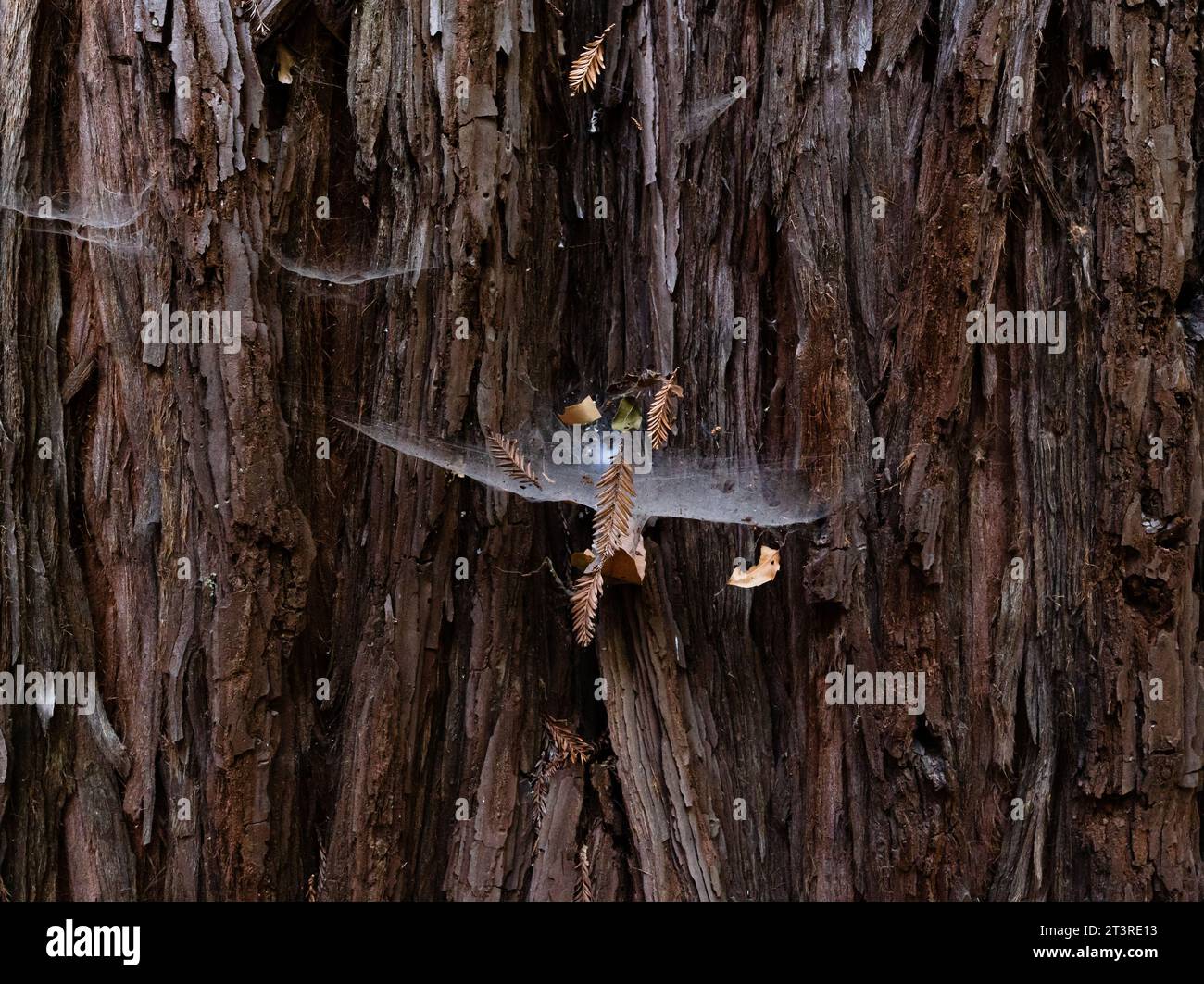 Spiderweb in the bark of a redwood tree Stock Photo