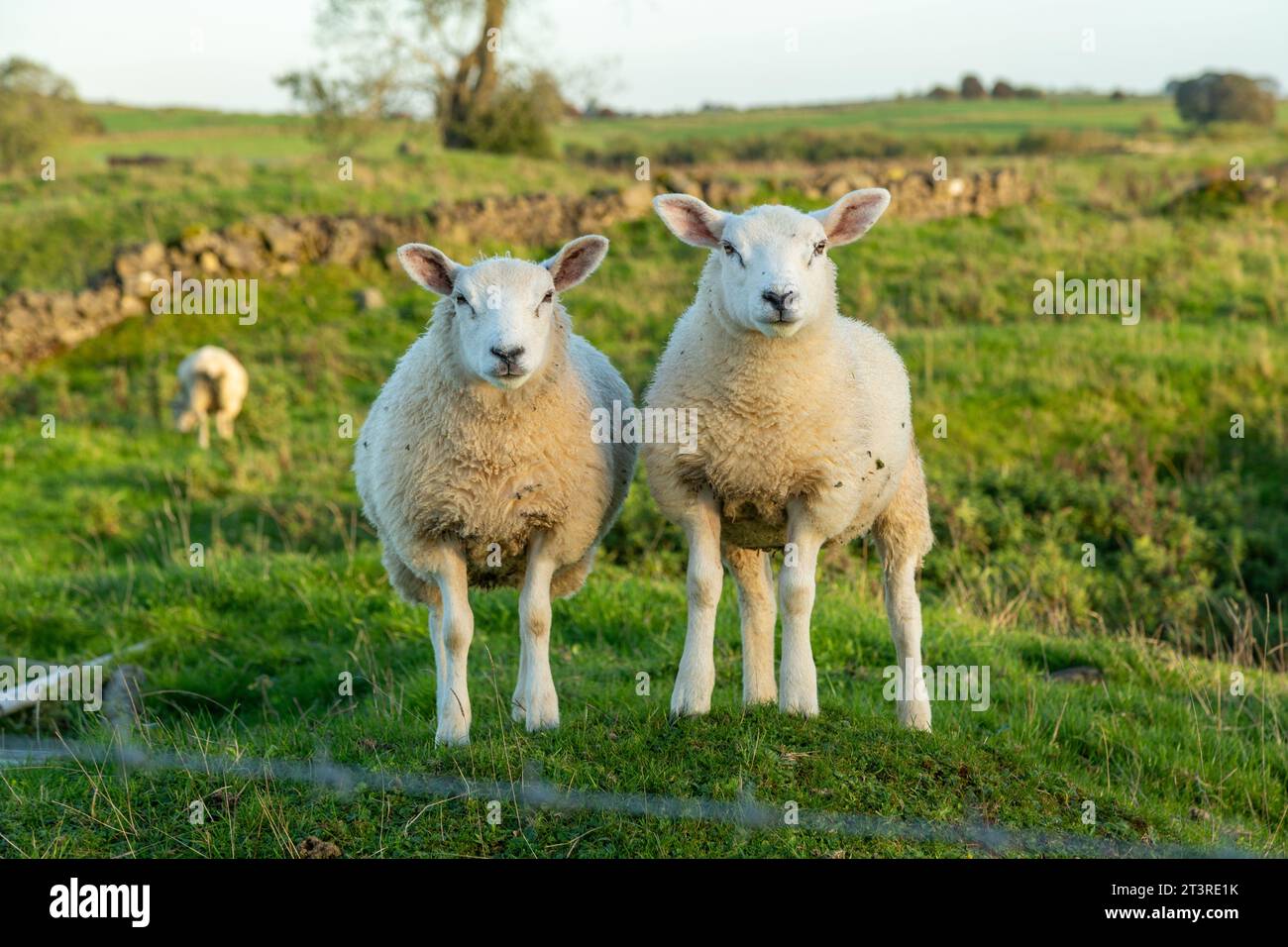 Two sheep standing side by side looking to camera Stock Photo