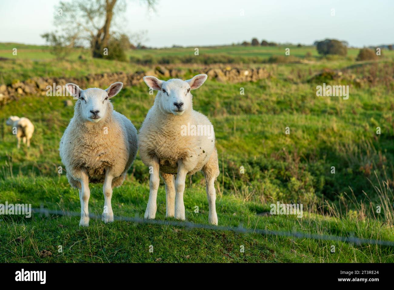 Two sheep standing side by side looking to camera Stock Photo