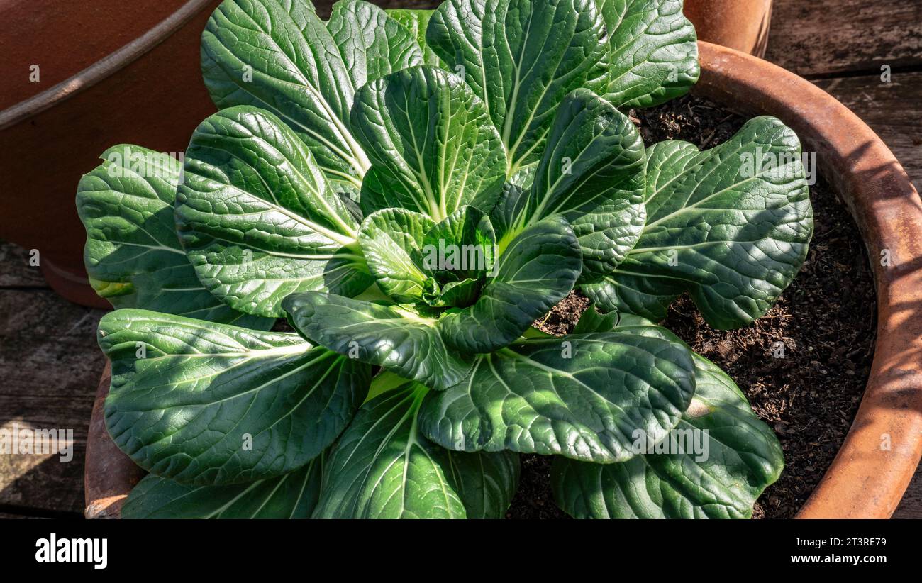 TATSOI in a terracotta pot. Tatsoi is an Asian variety of Brassica rapa grown for greens. Also called tat choi, it is related to bok choi vegetables Stock Photo