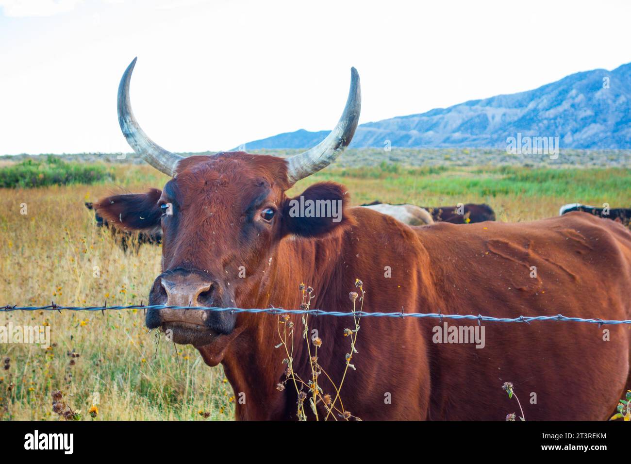 Cows, one with long horns, looking at the camera in the eastern sierra nevada mountains in Lone Pine, California Stock Photo