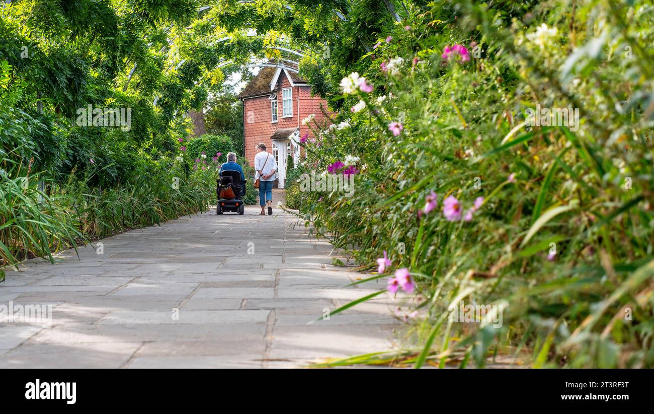 Carer family companion with elderly old age lady on mobility scooter in formal garden, with stone path pedestrian walkway bordered by Cosmos flowers Stock Photo