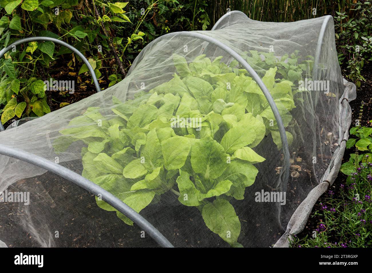 Anti bug netting enviromesh hi res stock photography and images alamy