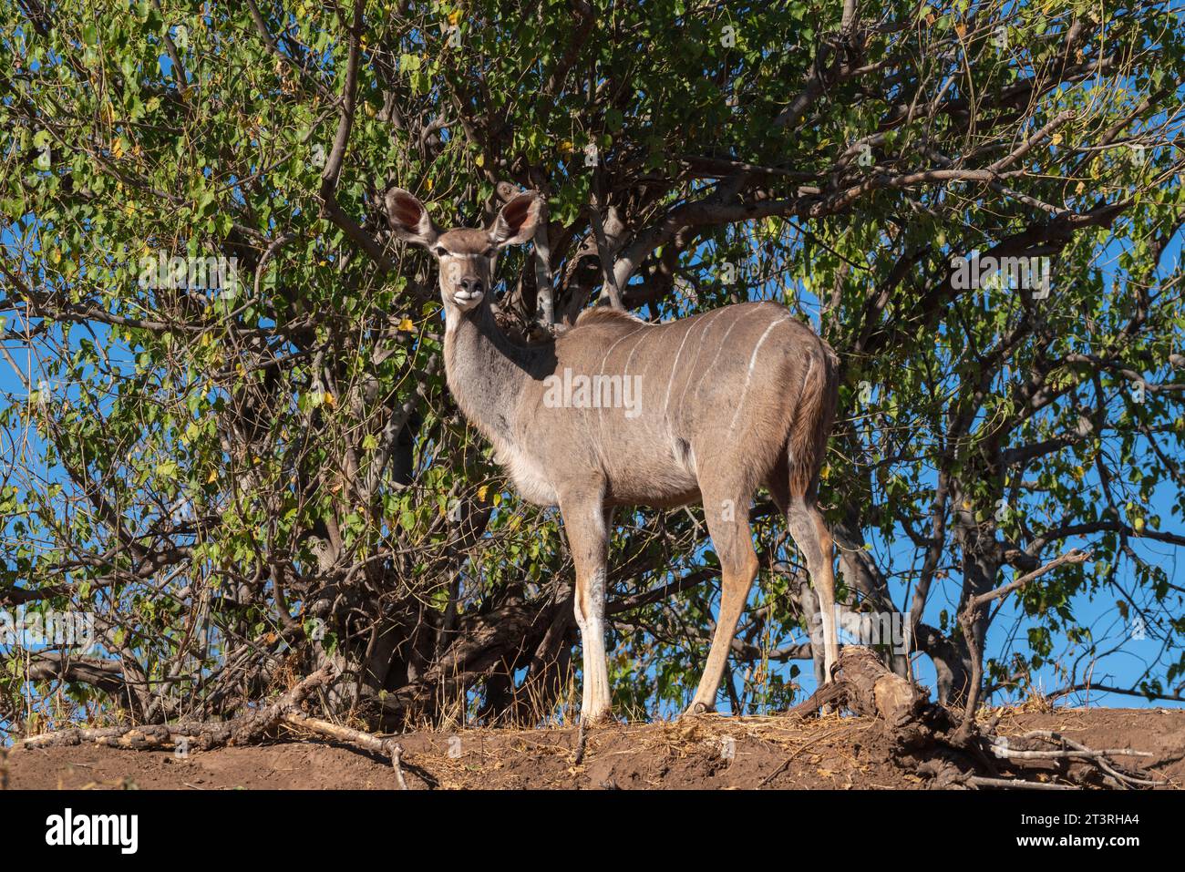 Greater kudu female (Tragelaphus strepsiceros), Mashatu Game Reserve, Botswana. Stock Photo