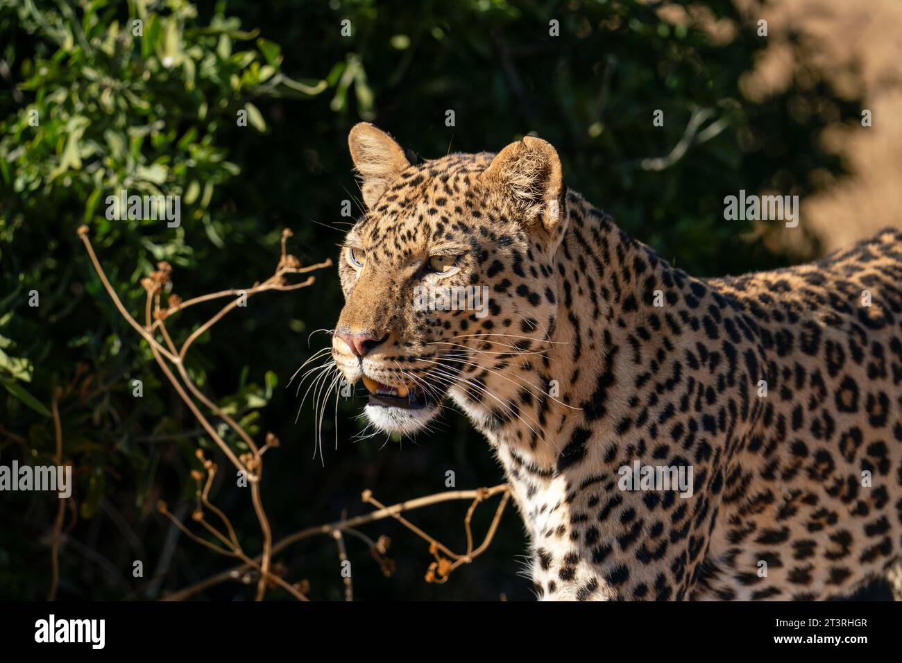Leopard (Panthera pardus), Mashatu Game Reserve, Botswana. Stock Photo