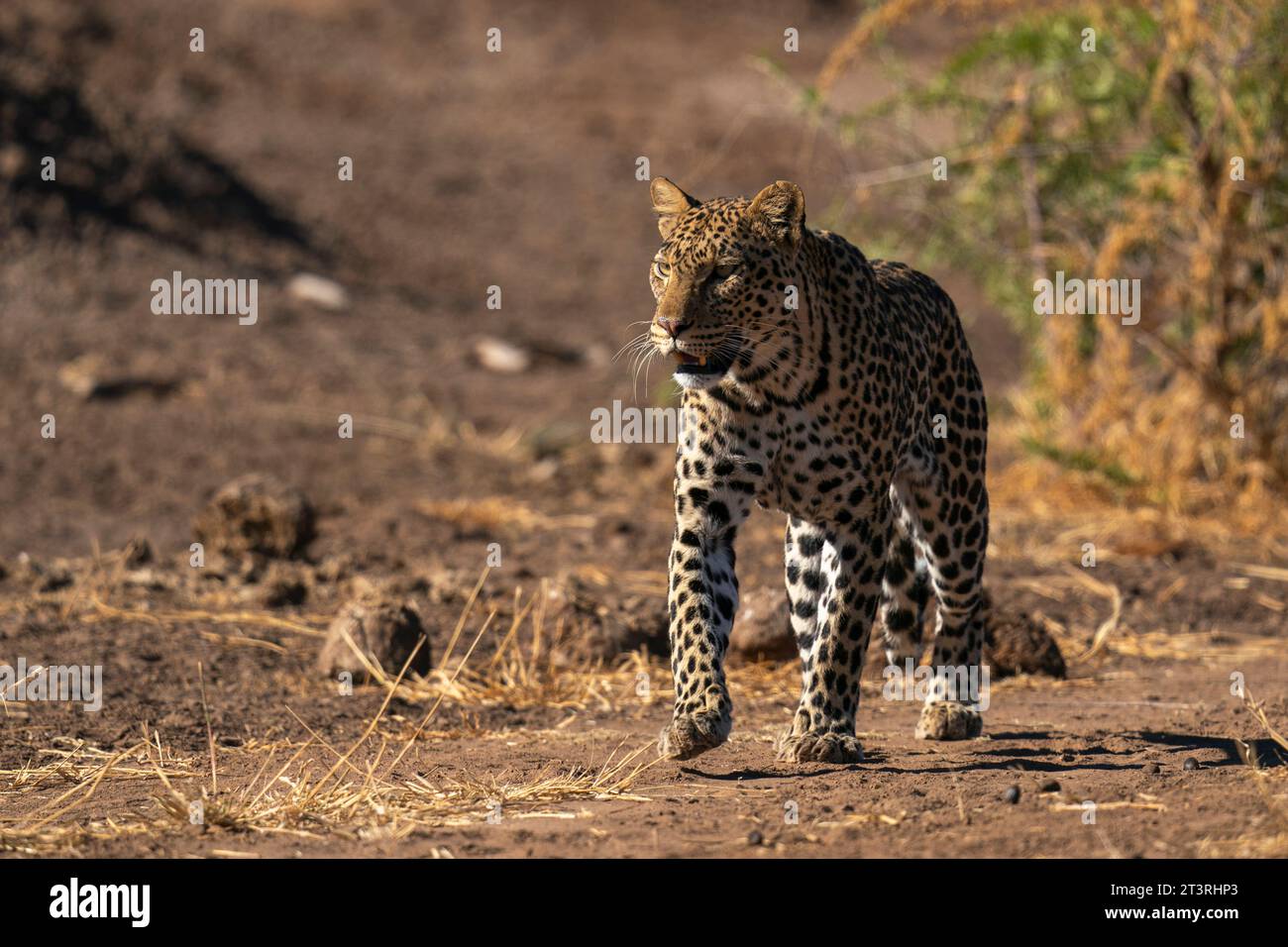 Leopard (Panthera pardus), Mashatu Game Reserve, Botswana. Stock Photo