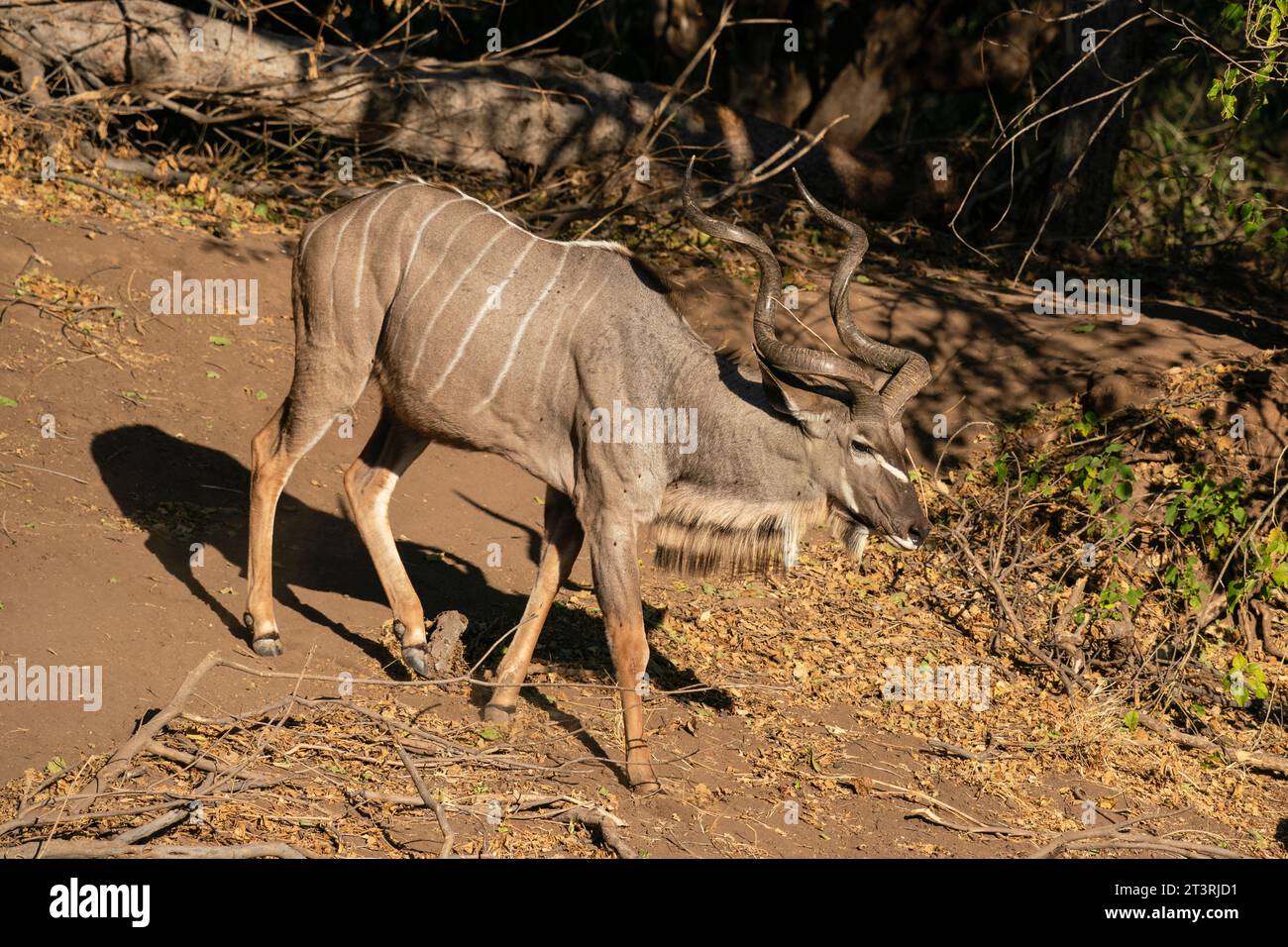 Greater kudu male (Tragelaphus strepsiceros), Mashatu Game Reserve, Botswana. Stock Photo