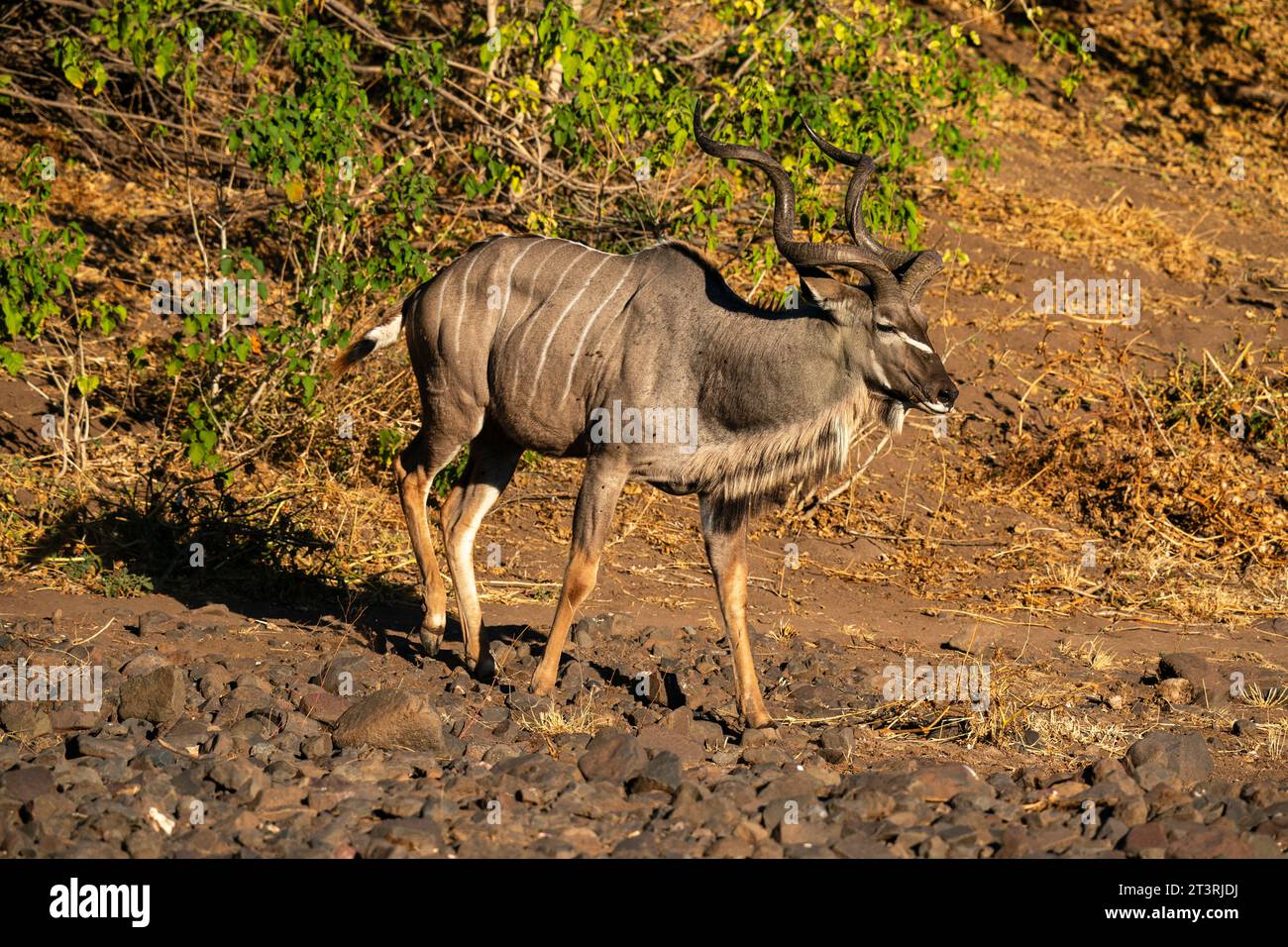 Greater kudu male (Tragelaphus strepsiceros), Mashatu Game Reserve, Botswana. Stock Photo