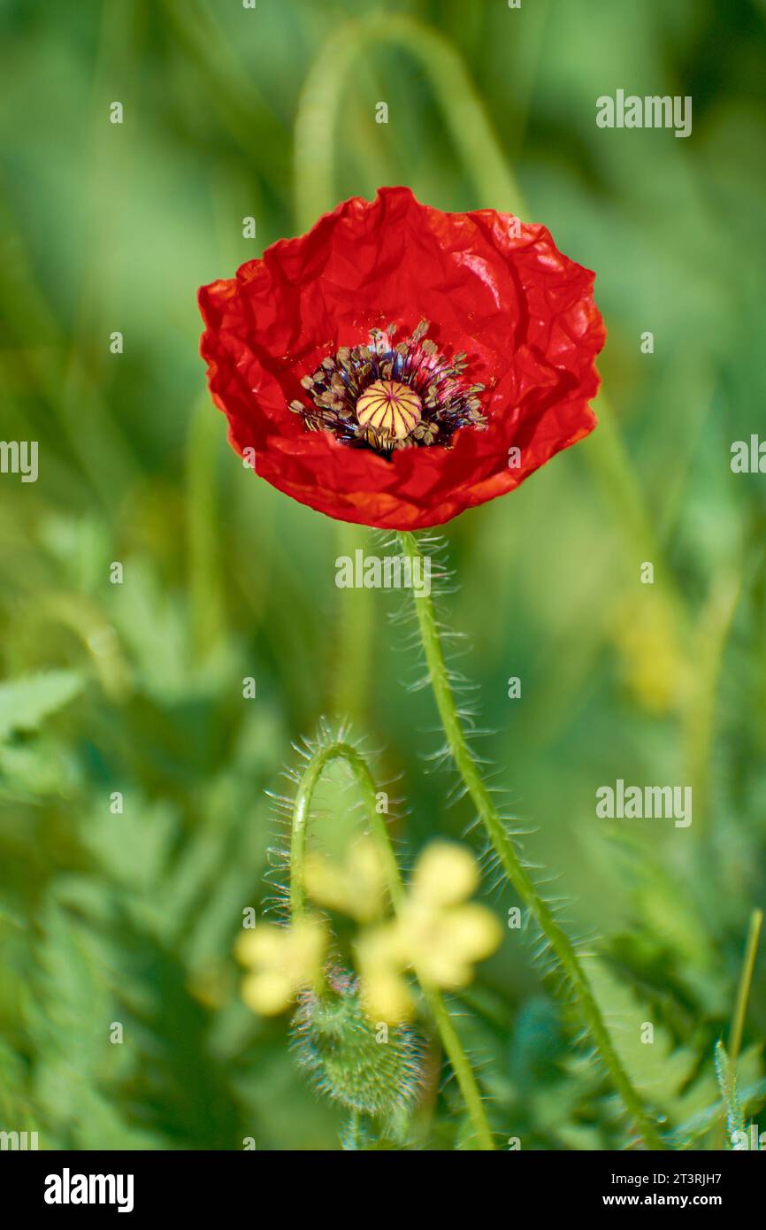 Beautiful wild red poppy ears hi-res stock photography and images - Alamy