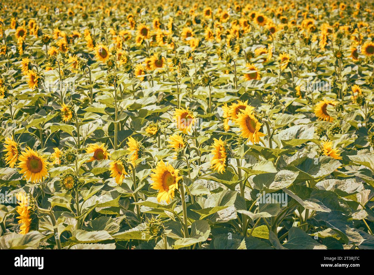 beautiful field of blooming sunflowers Stock Photo - Alamy