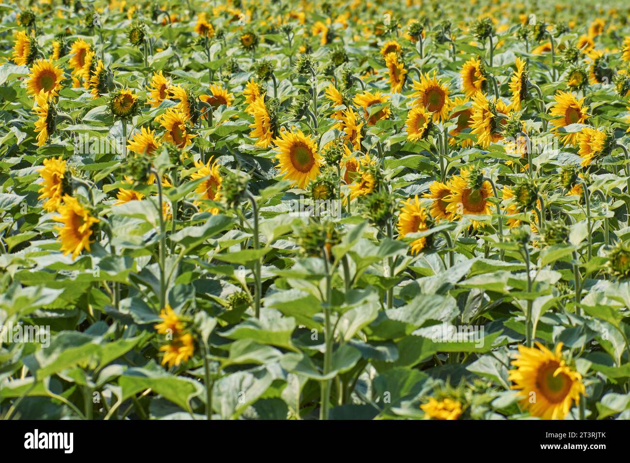 beautiful field of blooming sunflowers Stock Photo Alamy