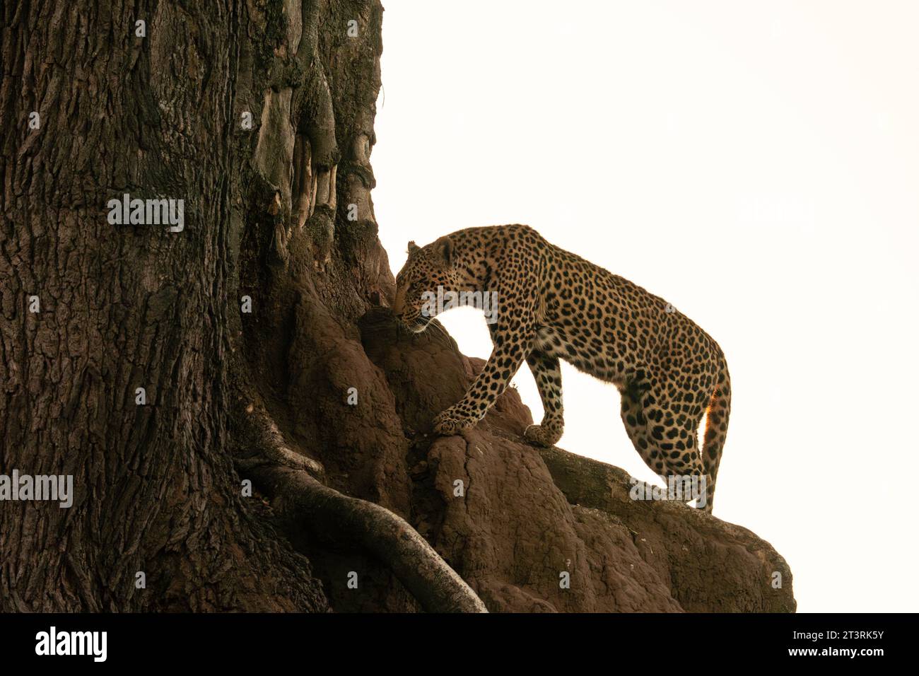 Leopard (Panthera pardus) on a tree, Mashatu Game Reserve, Botswana. Stock Photo