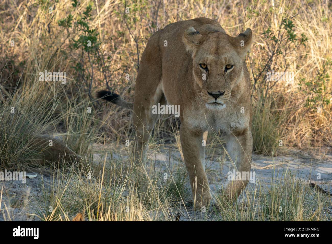 Lioness (Panthera leo) walking, Okavango Delta, Botswana. Stock Photo