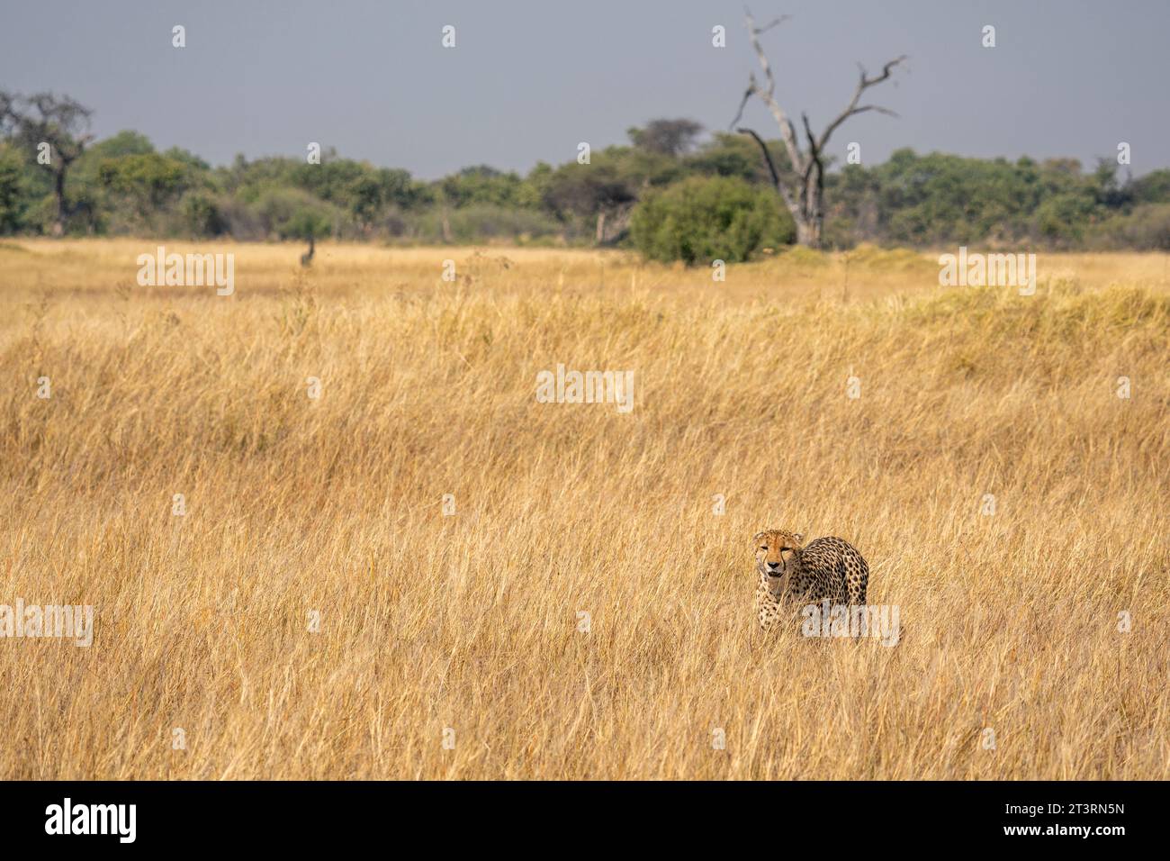 Cheetah (Acinonyx jubatus) walking in the savanna, Okavango Delta, Botswana. Stock Photo