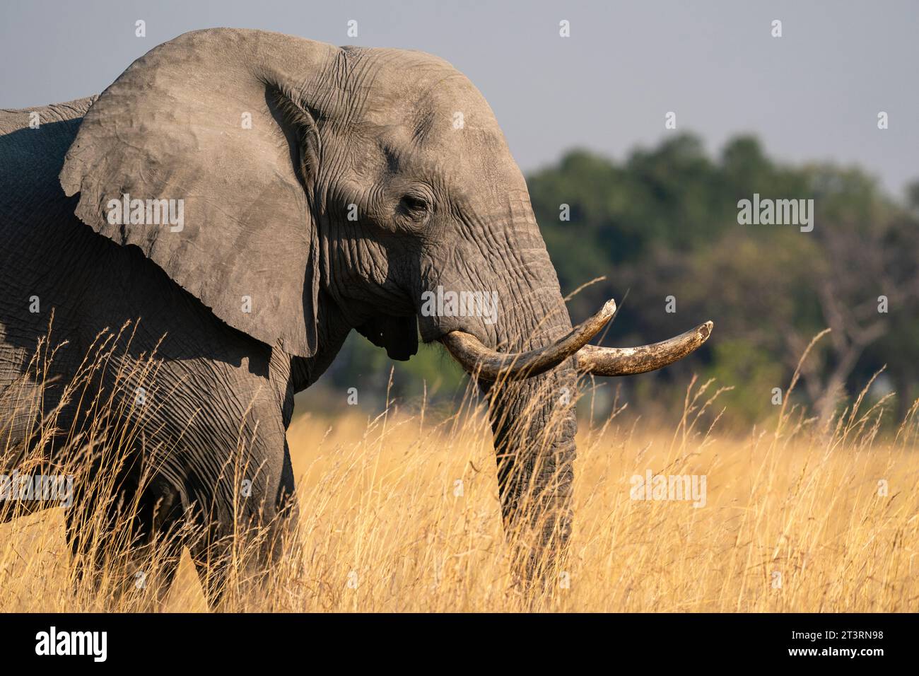African elephant (Loxodonta africana), Okavango Delta, Botswana. Stock Photo