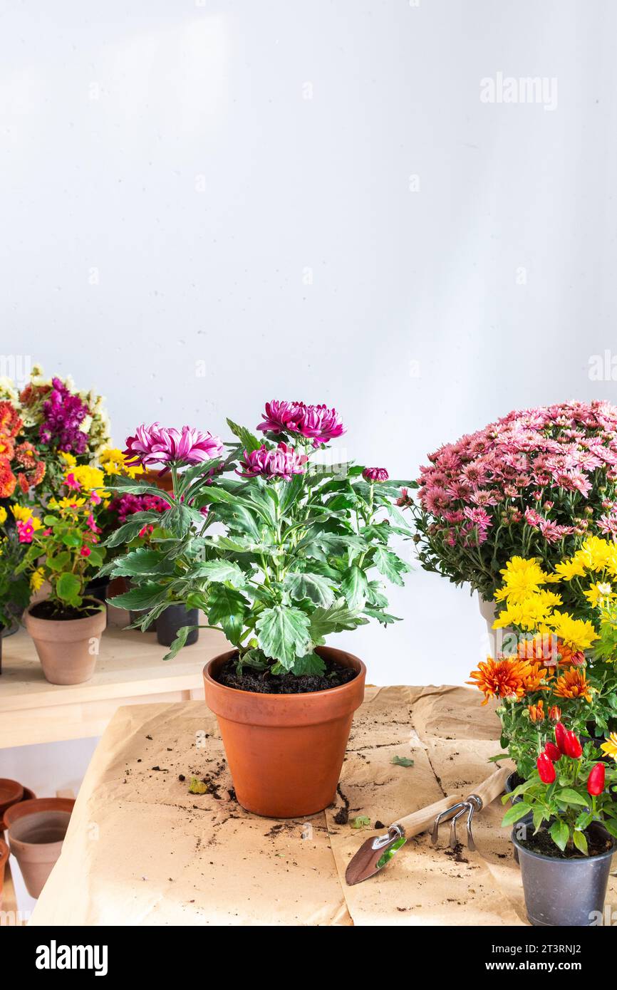 Planting fall flowers in pots for balcony or terrace, decorating your home with chrysanthemums and heather flowers Stock Photo