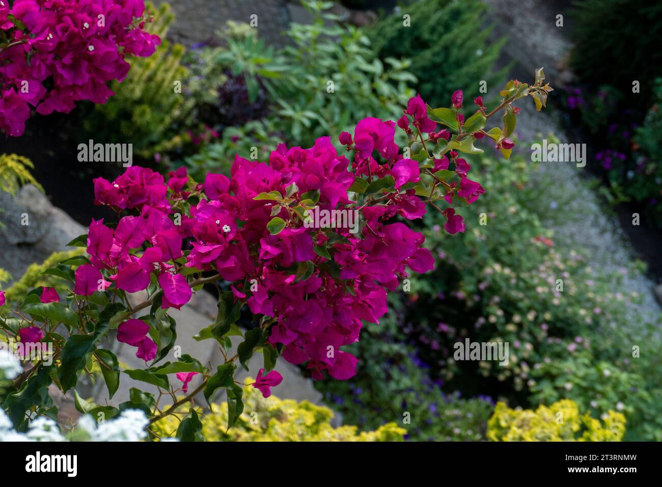 lila Pink Bougainvillea Blüten und Blätter in einem Garten Stock Photo