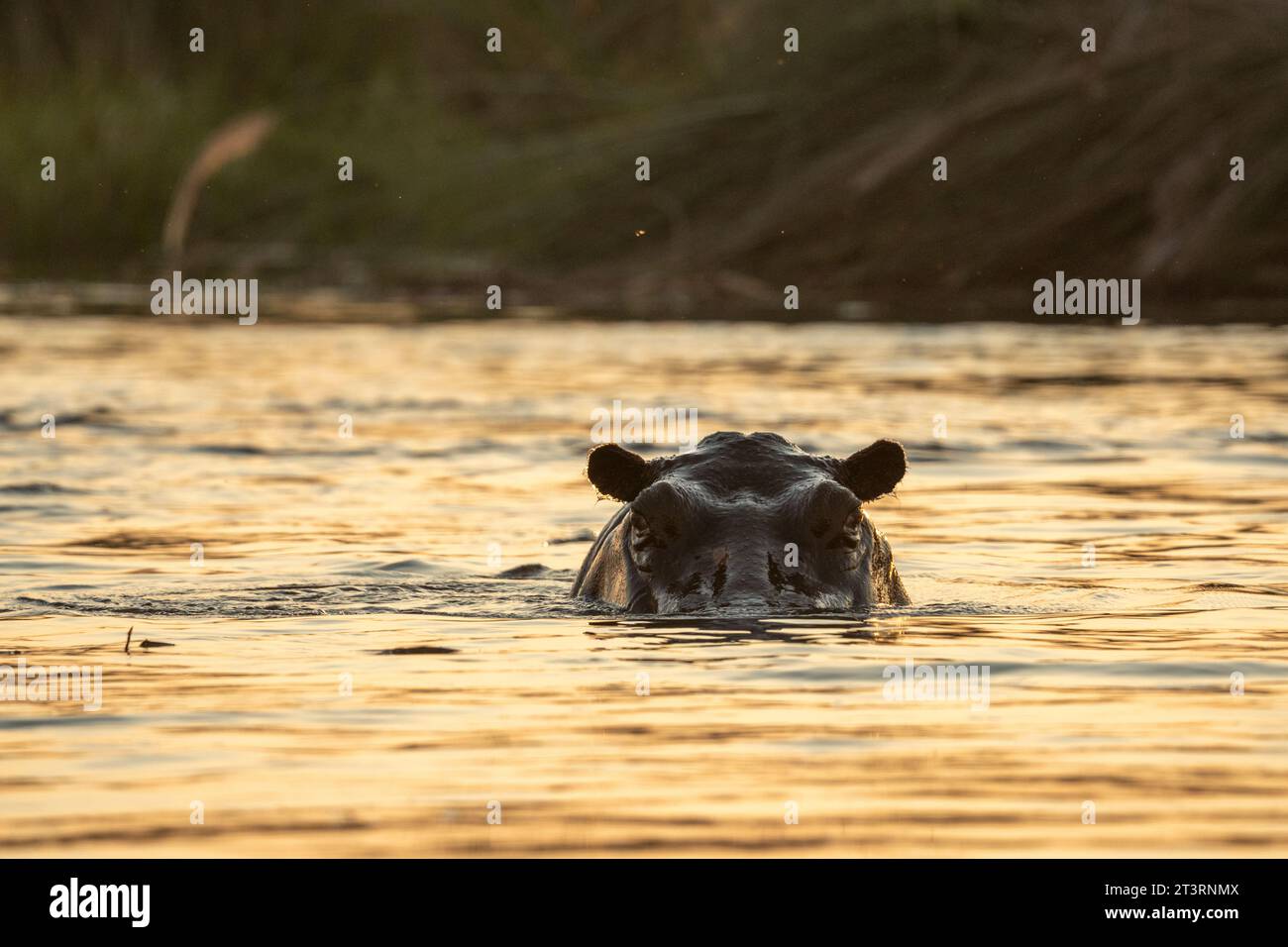 Hippopotamus (Hippopotamus amphibius), Okavango Delta, Botswana. Stock Photo