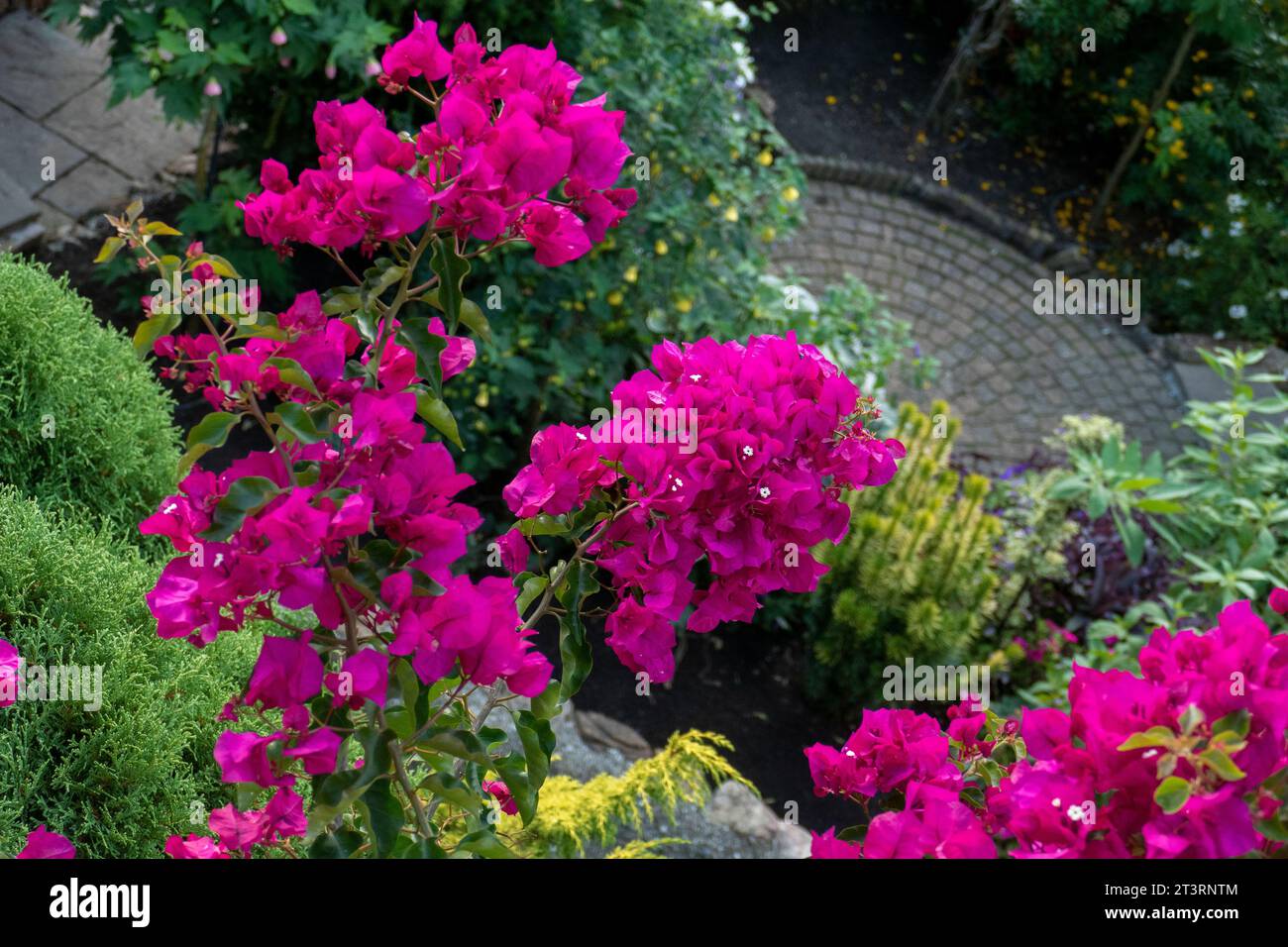 lila Pink Bougainvillea Blüten und Blätter in einem Garten Stock Photo