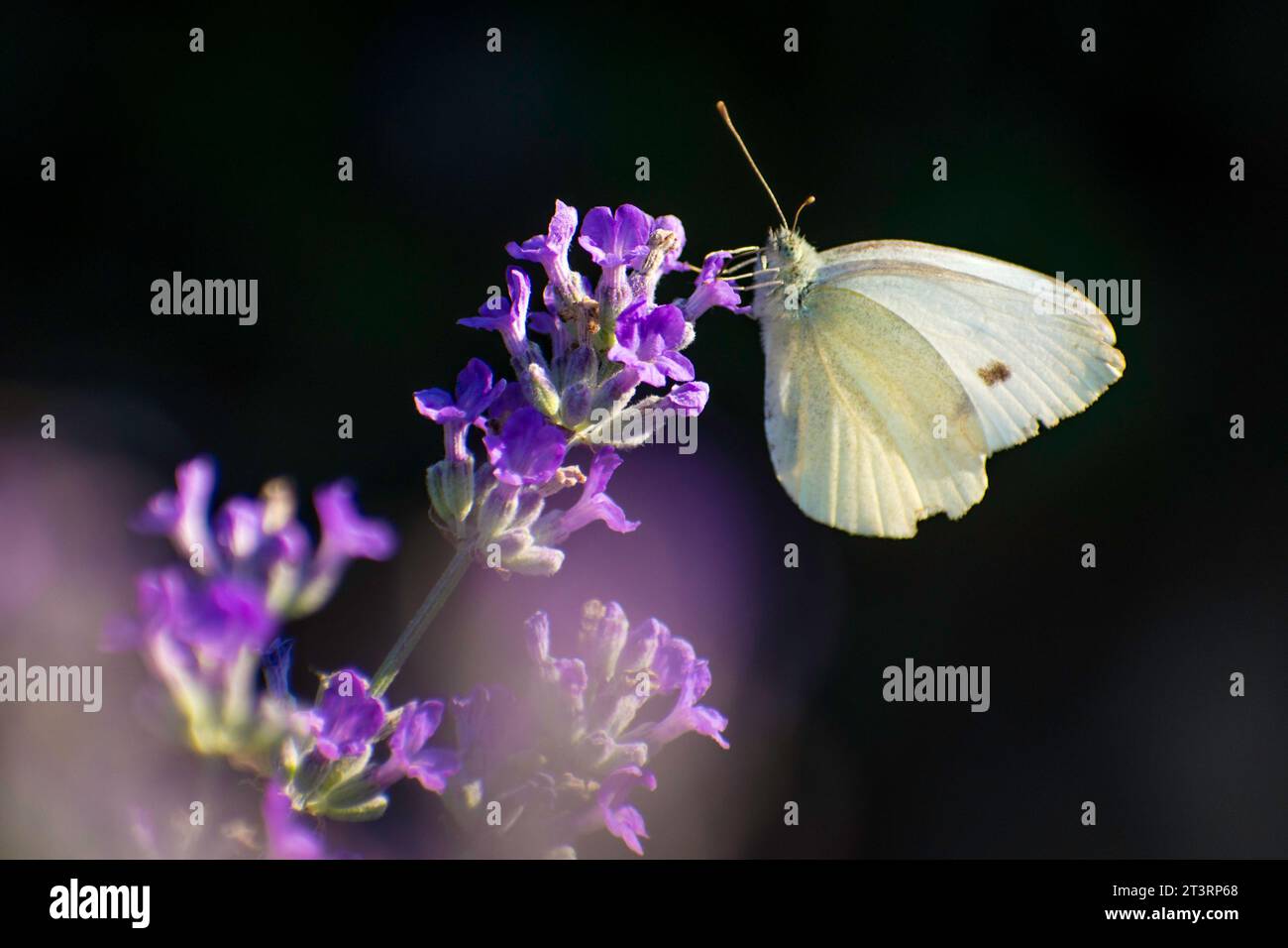 butterfly collecting pollen in lavender Stock Photo