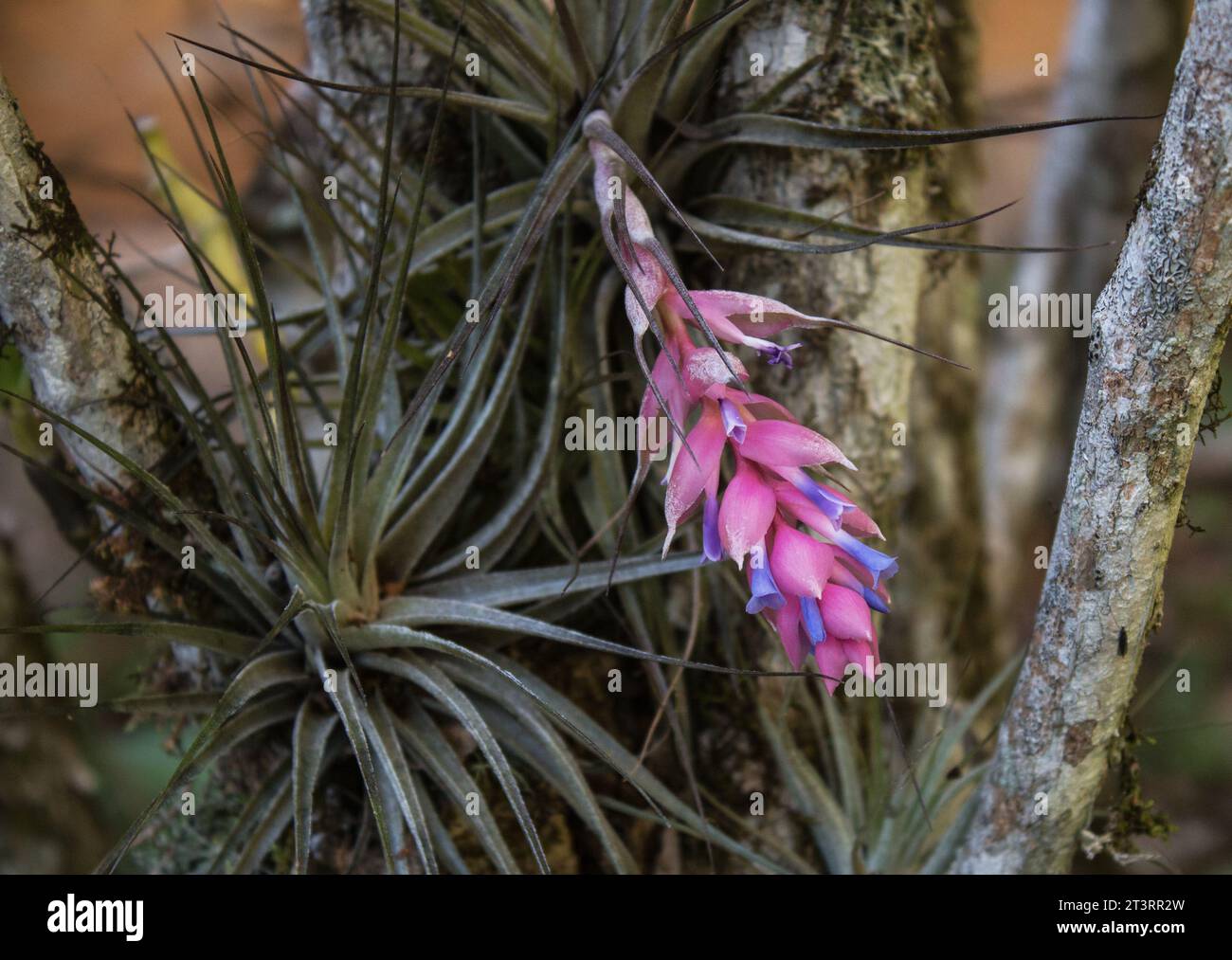 Tillandsia aeranthos plant,  bromeliad, air plant on a tree on a natural background Stock Photo